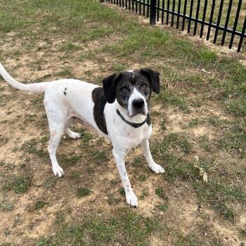 Rescue Hound Dogs for Adoption in West Jefferson, Ohio - Bo | PetCurious