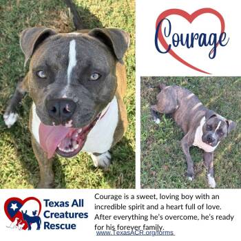 Courage -  Terrier and Pit Bull Terrier Dog for Adoption in Alvarado, Texas - Courage | PetCurious