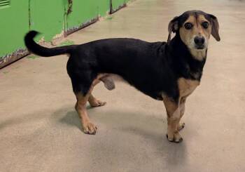 Dachshund and Beagle Dogs Available for Adoption - Noonk 4377 | PetCurious