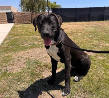 Labrador Retriever and Boxer Dogs Available for Adoption in Tustin, California - POGO | PetCurious