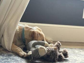 Freddie -  Labrador Retriever Dog Available for Adoption in Millcreek, Utah - Freddie | PetCurious