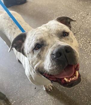 Tapioca -  Mixed Breed Dog for Adoption in Ocala, Florida - Tapioca | PetCurious