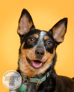 Rescue Australian Cattle Dog Blue Heeler Dogs for Adoption in Beulaville, North Carolina - Bumble Bea | PetCurious