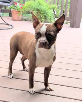 Tari in NE -  Boston Terrier Dog for Adoption - Tari In NE | PetCurious