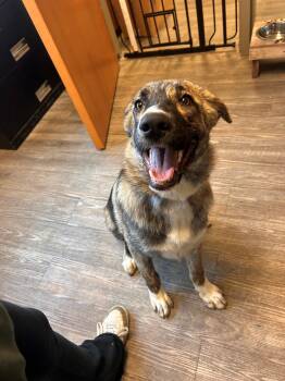 Rescue German Shepherd Dog Dogs for Adoption in Leavenworth, Kansas - 25-0673 "Caly" | PetCurious