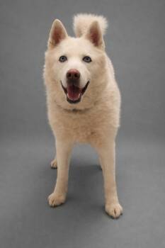Husky Dogs Available for Adoption - Stetson | PetCurious
