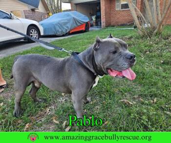 American Staffordshire Terrier Dogs Available for Adoption in Pensacola, Florida - Pablo | PetCurious