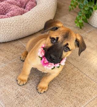 Wendy -  Pug and Shepherd Dog for Adoption in Phoenix, Arizona - Wendy | PetCurious