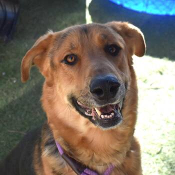 Diesel -  German Shepherd Dog Dog for Adoption in Flagstaff, Arizona - Diesel | PetCurious