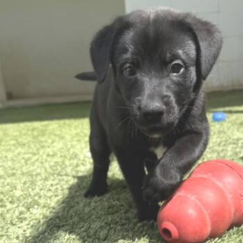 R169019 HIDI 3132 -  Labrador Retriever and Mixed Breed Dog for Adoption in Port Washington, New York - R169019 HIDI 3132 | PetCurious