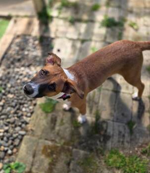 Tilly -  Basenji and Shepherd Dog for Adoption in Portland, Oregon - Tilly | PetCurious
