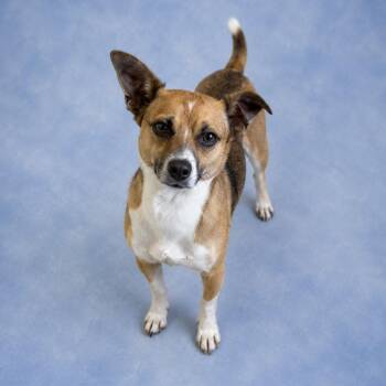 Corgi Dogs Available for Adoption in Long Beach, Washington - Johnny | PetCurious