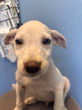 Rascal grey collar -  Affenpinscher Dog for Adoption in Morgantown, Kentucky - Rascal Grey Collar | PetCurious