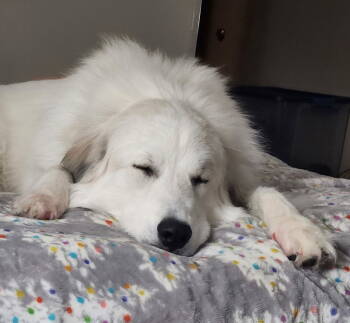 Rescue Great Pyrenees Dogs for Adoption in Hamilton, Montana - Graciela | PetCurious