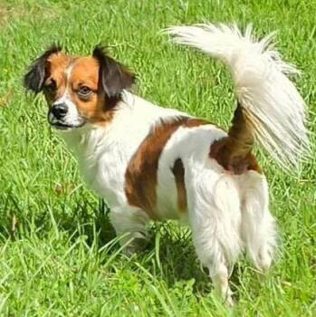 Gizmo -  Papillon Dog for Adoption in Grand Bay, Alabama - Gizmo | PetCurious