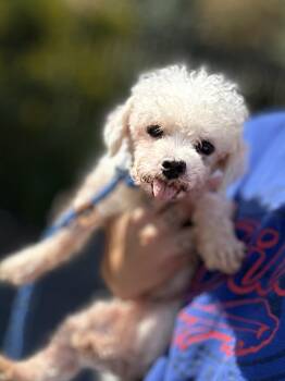 Rescue Maltipoo and Maltese Dogs for Adoption in West Falls, New York - Minnie | PetCurious