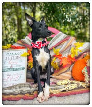 Dia -  Rat Terrier and Basenji Dog for Adoption in Sebring, Florida - Dia | PetCurious