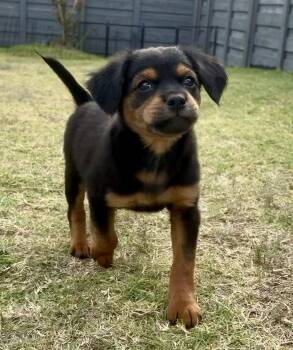 Elsie -  Mixed Breed Dog for Adoption in Coppell, Texas - Elsie | PetCurious