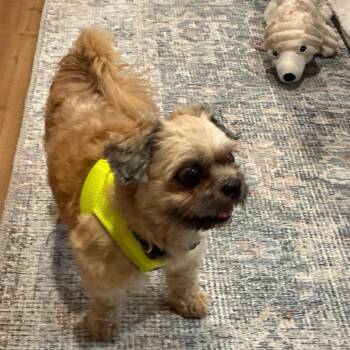 Lars D12290 -  Shih Tzu and Miniature Poodle Dog for Adoption - Lars D12290 | PetCurious