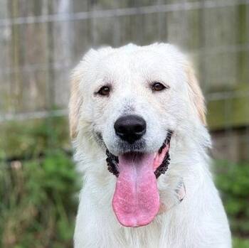 Great Pyrenees Dogs Available for Adoption in Spring, Texas - Josi | PetCurious
