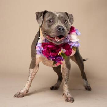 PRINCESS -  Pit Bull Terrier and Mixed Breed Dog for Adoption in Atlanta, Georgia - PRINCESS | PetCurious