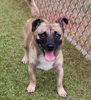 Butterball -  Mixed Breed Dog for Adoption in Athens, Georgia - Butterball | PetCurious