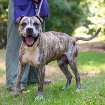 Debo -  Mixed Breed Dog for Adoption in Chamblee, Georgia - Debo | PetCurious