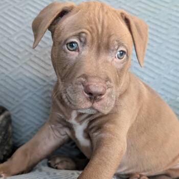 Clover -  Pit Bull Terrier and Mastiff Dog for Adoption in Brockport, New York - Clover | PetCurious