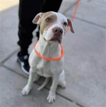 Pit Bull Terrier Dogs Available for Adoption in Ontario, California - BRANDY | PetCurious