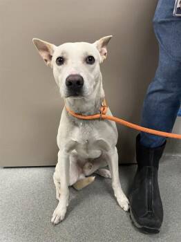 JUDE -  Pit Bull Terrier Dog for Adoption in Ontario, California - JUDE | PetCurious