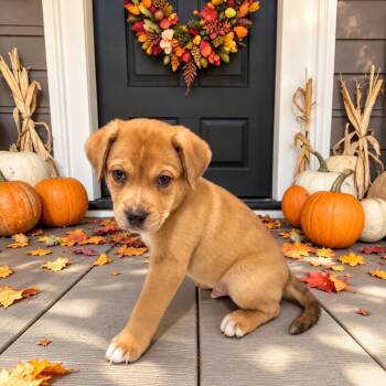 Expresso -  Labrador Retriever and Catahoula Leopard Dog Dog for Adoption in Fort Worth, Texas - Expresso | PetCurious