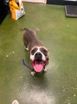 Renegade -  Pit Bull Terrier Dog for Adoption in Fruit Heights, Utah - Renegade | PetCurious