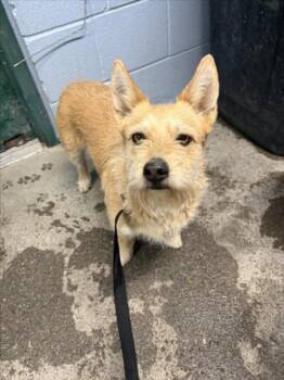 Terrier Dogs Available for Adoption - *ECLIPSE | PetCurious