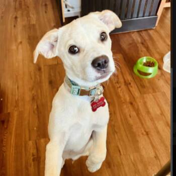 Mixed Breed Dogs Available for Adoption in Springboro, Ohio - Donahue | PetCurious