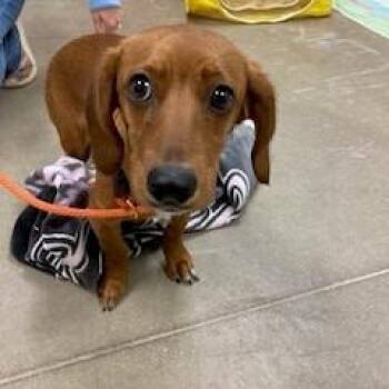 Dachshund and Mixed Breed Dogs Available for Adoption in York, Pennsylvania - YORK-Stray-15381 | PetCurious