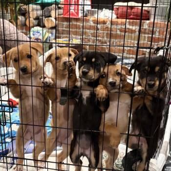 Mixed Breed Dogs Available for Adoption - Daisy | PetCurious