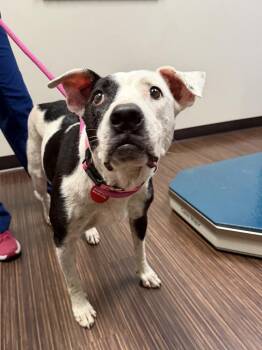 26-062 Danika "NEEDS FOSTER!" -  Pointer and Boxer Dog Available for Adoption in Richardson, Texas - 26-062 Danika "NEEDS FOSTER!" | PetCurious