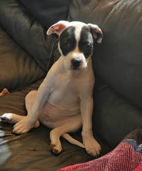 Forrest -  American Staffordshire Terrier Dog for Adoption in Clay, New York - Forrest | PetCurious