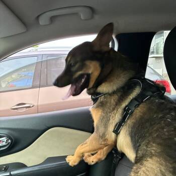 Dodger -  Australian Cattle Dog Blue Heeler Dog for Adoption in Rochester, Minnesota - Dodger | PetCurious