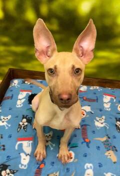 Bowie -  Terrier Dog for Adoption in Little Rock, Arkansas - Bowie | PetCurious