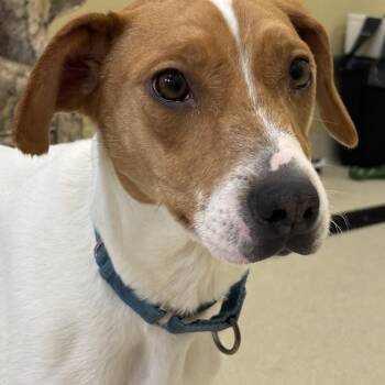 Terrier Dogs Available for Adoption - Harvey | PetCurious
