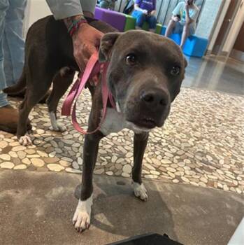 Rescue Staffordshire Bull Terrier and Mixed Breed Dogs for Adoption in Houston, Texas - A639670 | PetCurious
