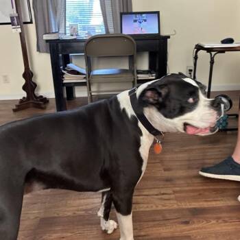 Boxer Dogs Available for Adoption in Baton Rouge, Louisiana - Harli | PetCurious