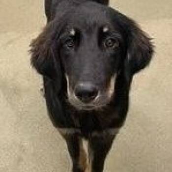 Rescue Shepherd Dogs for Adoption in Calverton, New York - Stormy | PetCurious