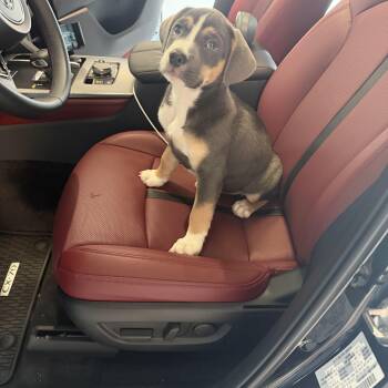 Pit Bull Terrier and Great Pyrenees Dogs Available for Adoption - Winnie | PetCurious