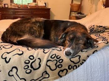 Australian Shepherd and Great Pyrenees Dogs Available for Adoption - Lyla | PetCurious