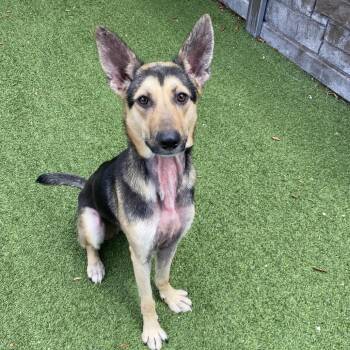 Shepherd Dogs Available for Adoption in Loxahatchee Groves, Florida - Shadow 3081 | PetCurious