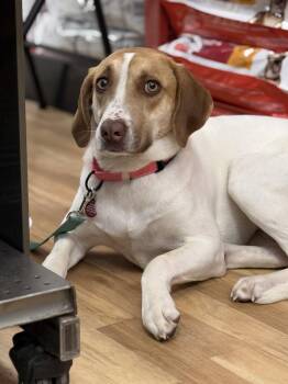 Wren -  Labrador Retriever and Hound Dog for Adoption in Nashville, Tennessee - Wren | PetCurious