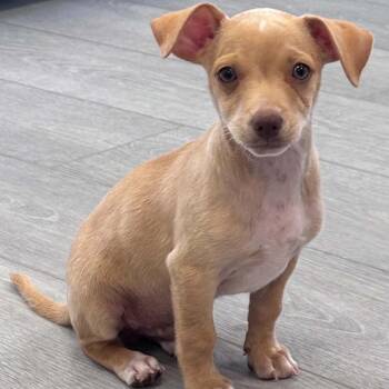 Peanut Clewy -  Chihuahua Dog for Adoption in Fort Lauderdale, Florida - Peanut Clewy | PetCurious