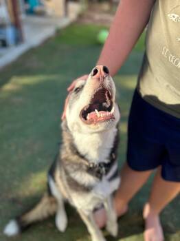 Pepper -  Husky Dog for Adoption in Santa Monica, California - Pepper | PetCurious